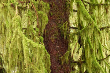 CLOSE UP: Wet moss weighs down on long spruce branches of an old spruce tree.