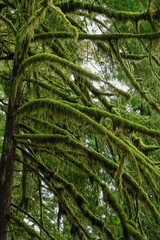 Fototapeta na wymiar CLOSE UP: Scenic shot of moss covered branches of an old tree in Hoh Rainforest