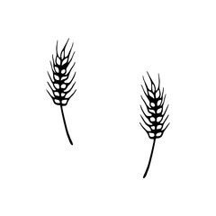 Single hand drawn wheat for autumn decoration. Doodle vector illustration. Isolated on white background