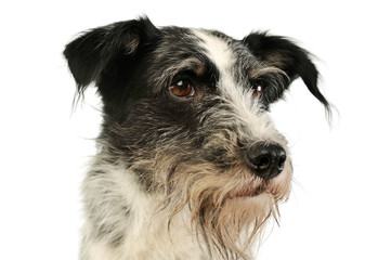 Portrait of an adorable mixed breed dog