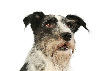 Portrait of an adorable mixed breed dog