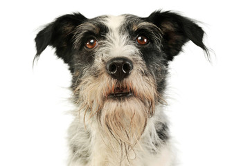 Portrait of an adorable mixed breed dog