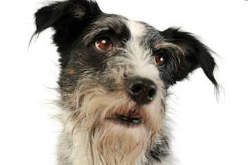 Portrait of an adorable mixed breed dog