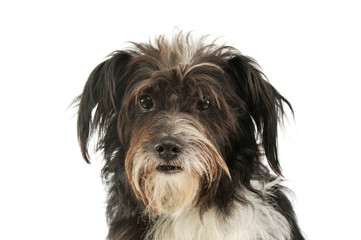 Portrait of an adorable mixed breed dog