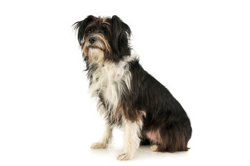 Studio shot of an adorable mixed breed dog