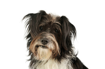 Portrait of an adorable mixed breed dog