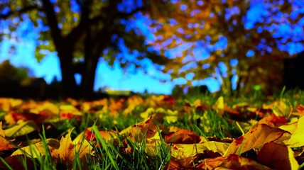 Fallen Leaves in the grass under an oak tree