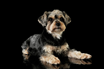 Studio shot of an adorable mixed breed dog