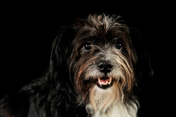 Portrait of an adorable mixed breed dog