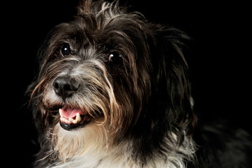 Naklejka na ściany i meble Portrait of an adorable mixed breed dog
