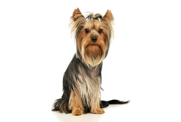Studio shot of an adorable Yorkshire Terrier