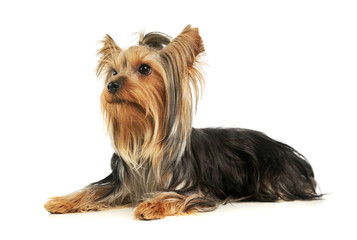 Studio shot of an adorable Yorkshire Terrier