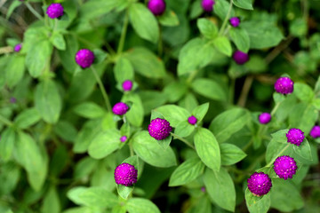 Beautiful colorful flowers are blooming 