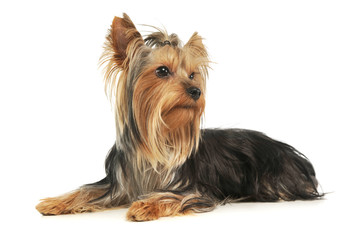 Studio shot of an adorable Yorkshire Terrier