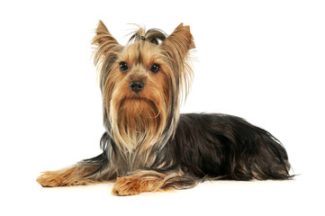 Studio shot of an adorable Yorkshire Terrier