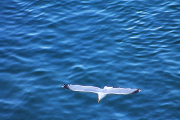 Looking down on a seagull in flight, blue water below bird.