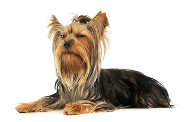 Studio shot of an adorable Yorkshire Terrier