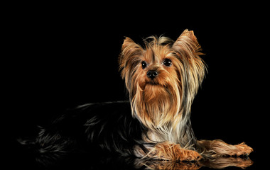 Naklejka premium Studio shot of an adorable Yorkshire Terrier
