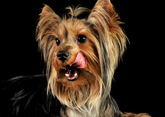 Portrait of an adorable Yorkshire Terrier