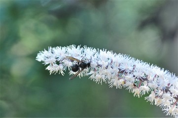 wasp on flower