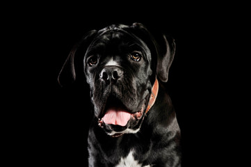 Portrait of an adorable cane Corso puppy