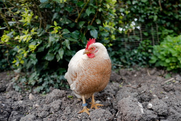 Portrait image of an adult Hen seen resting within the hard soil on a boarder area of a garden in spring. She can be seen with a blue ring on her right leg.
