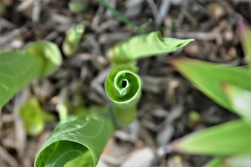 hosta spiral 1