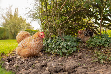 Isolated view of a Hen seen looking for food within a large garden in late spring. Foraging for food in the soil and grass, another chicken is seen sitting in the bush.
