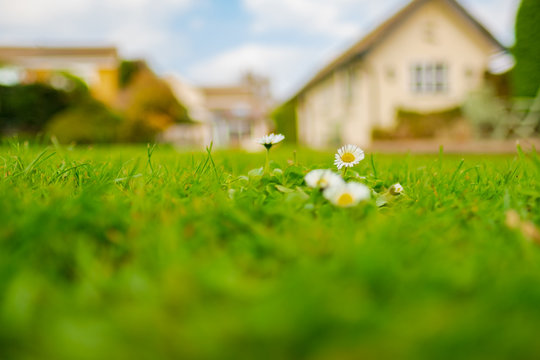 Shallow focus, ground level view of isolated Daisy flowers seen growing on a large garden lawn. The background shows an out of focus house of which the garden belongs too.