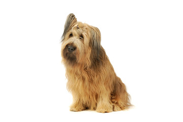 Studio shot of an adorable Berger de Brie