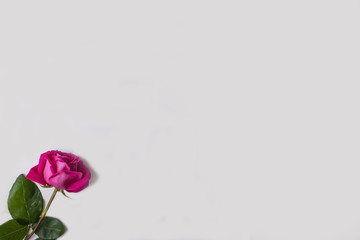 Obraz premium Small pink rose with green leaves on a white background.