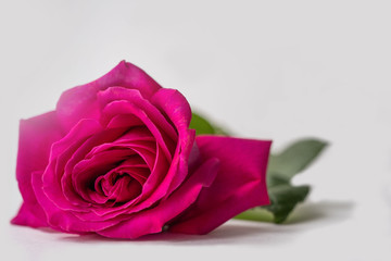 Bud of a bright pink blooming rose on a white background.