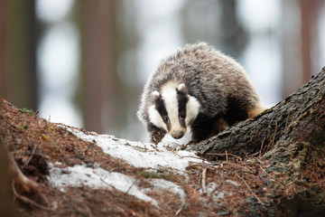 European badger (Meles meles) is a species of badger in the family Mustelidae and is native to almost all of Europe and some parts of West Asia © Milan