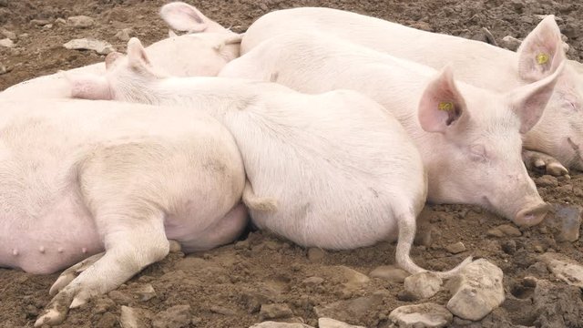 a group of pigs enjoy the day