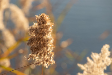 Sucha trawa nad jeziorem przy zachodzie słońca