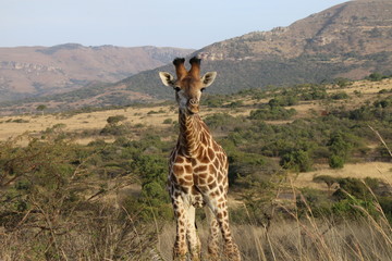 Giraffe Itala parc South Africa