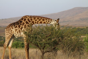 Eating giraffe Itala parc South Africa