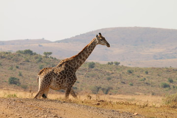 Giraffe Itala parc South Africa