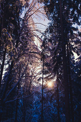 Sun Shines Through Snowy Forest, Winter Wonderland