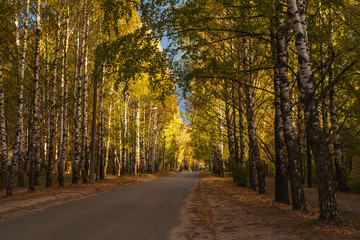 Birch alley in the old part of the city in autumn, Yoshkar-Ola ciy
