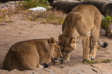 girlfriends hug and rub their faces. Lioness is a large predatory strong and beautiful African cat.