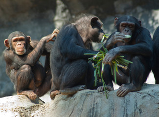 Cute Chimpanzees from Mahale Mountain park have fun and enjoy lunchtime in the Los Angeles sun.