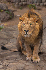 Plakat Lion is a large predatory strong and beautiful cat with a magnificent mane of hair.