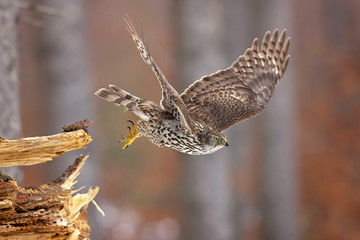 Northern goshawk (Accipiter gentilis) is a medium-large raptor in the family Accipitridae, which...