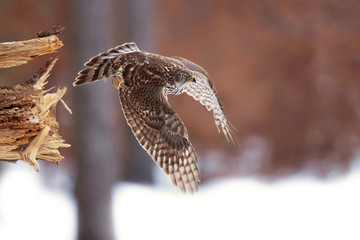 Northern goshawk (Accipiter gentilis) is a medium-large raptor in the family Accipitridae, which also includes other extant diurnal raptors, such as eagles, buzzards and harriers.