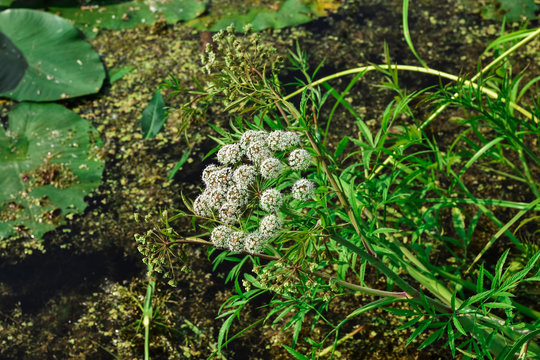 marsh cicuta close-up, herb milestone