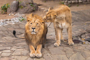 Male and his wife. (King and queen) Lion is a large predatory strong and beautiful cat with a magnificent mane of hair.