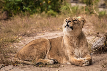 Proud lies lying on the ground in a bush. Lioness is a large predatory strong and beautiful African cat.