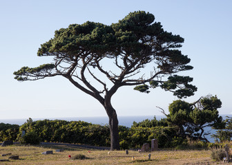 Pacific Coast Tree