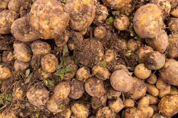 Pile of dry brown potatoes on background at food market, aerial view